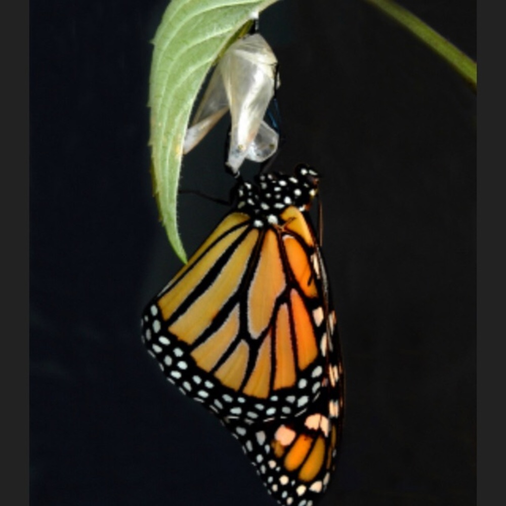 Breaking Free by Jessica Olsen